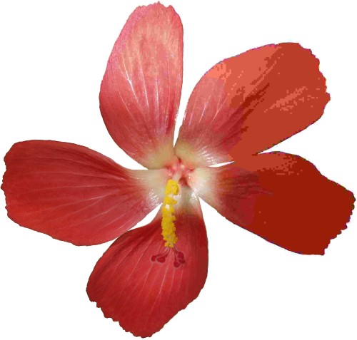 Coconut Hồng